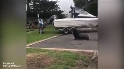 بالفيديو والصور.. كلب بحر يطارد غنيمة صياد بقوة