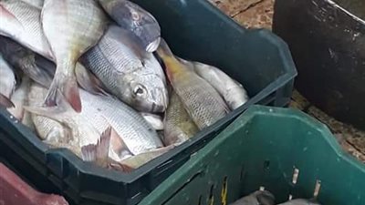 إعدام 130 كيلو أغذية متنوعة بجنوب سيناء (صور)