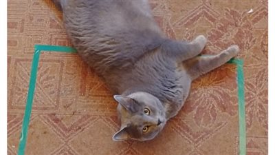 بالصور.. مستخدمو تويتر يكتشفون حلا سحريا لتثبيت القطط في مكان واحد