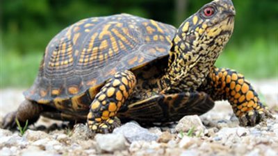 المحميات الشمالية: دم السلاحف لا يشفي من الأمراض