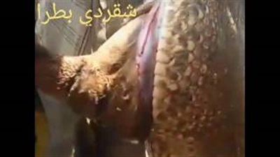 بالفيديو.. لقطات مروعة لثعبان يبتلع ثورا كاملًا في السودان