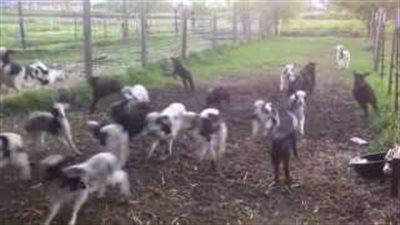 بالفيديو.. شاهد فرح وسعادة 