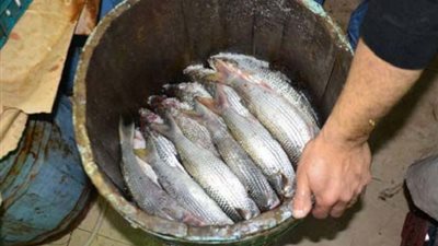 صحة الغربية تضبط 9 أطنان أسماك وملح طعام فاسد