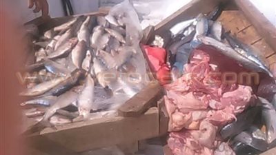 بالصور.. إعدام 160 كيلو لحوم وكبدة وأسماك فاسدة في الشرقية