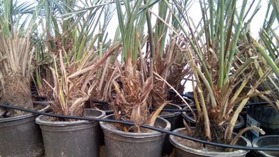 الزراعة تجهز 15 فدانا لزراعتها بالنخيل السيوي في مشروع غرب المنيا