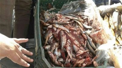 التحفظ على 5 أطنان فسيخ فاسد في المنيا