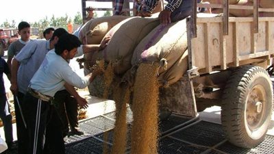 تباين أسعار القمح بالمحافظات