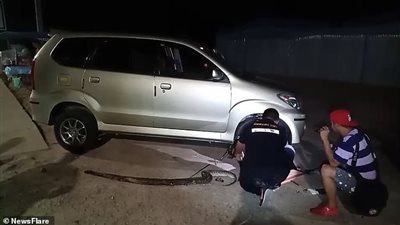 ثعبان يفاجئ سائق سيارة بمكان اختبائه (فيديو وصور)