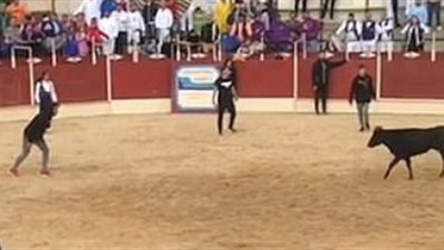 ثور يهاجم مصارعا ويقذفه كالدمية (فيديو وصور)