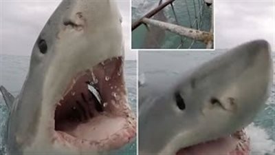 بالفيديو والصور.. قرش يفاجئ مصورا بقفزة مرعبة