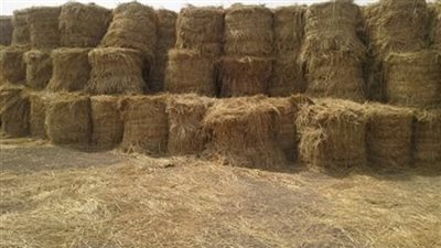 البيئة تفحص 18901 سيارة وتنفذ 1258 ندوة توعوية