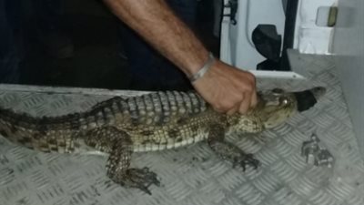 البيئة تنجح في الإمساك بتمساح ببورفؤاد (صور)