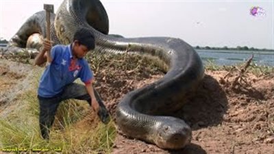 بالفيديو.. أغرب 5 طرق للصيد في العالم