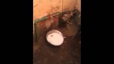 بالفيديو.. اختلاط مياه الشرب بالصرف الصحي في الفيوم