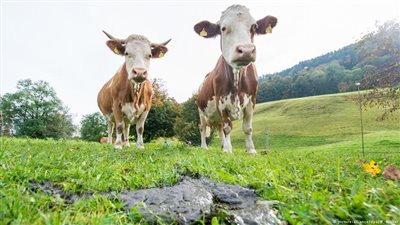 «إجازة أمومة» للأبقار و«حضانة» للعجول في ألمانيا