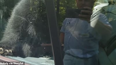 دبان يحبسان أنفسهما داخل شاحنة رجل (فيديووصور)