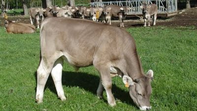 «الزراعة» تعلن إعادة إحياء مشروع تسمين العجول البتلو