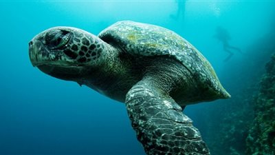 خطة وزارة البيئة لحماية السلاحف البحرية.. «تقرير»