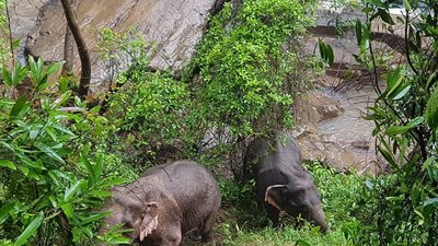 غرق 5 فيلة حاولت إنقاذ صغيرها (فيديو وصور)