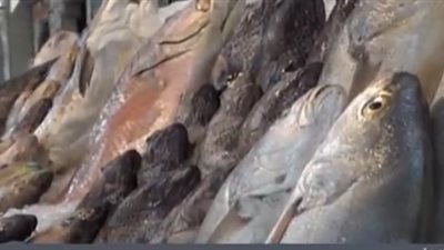 أحمد جعفر: رسم الصادر على الأسماك يسهم في خفض الأسعار