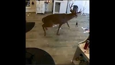 رعب وفزع داخل 