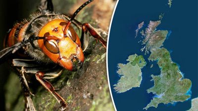 بريطانيا ترفع حالة التأهب بسبب ذبابة «هورنيت» القاتلة