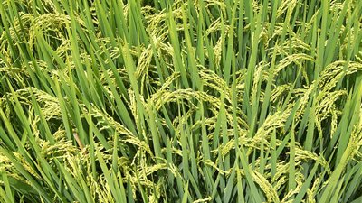 الفلاحون في «المفرمة» بسبب الأرز.. 2 مليار و200 ألف جنيه قيمة مخالفات مليون فدان.. 150 ألف مزارع في القائمة السوداء.. 1800 جنيه غرامة للفدان.. والقانون يقضي بحبس الممتنعين عن الدفع