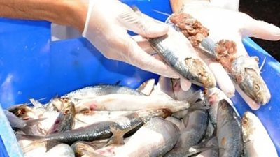 حملة أمنية على محال البحيرة لضبط الأسماك الفاسدة