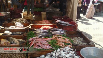 بالفيديو والصور.. أسعار السمك نار.. ثمن كيلو البلطي والرنجة والفسيخ يرتفع بشكل كبير.. التجار: انقطاع الكهرباء وتزايد الطلب السبب.. ومواطنون: «هنجيب منين؟»