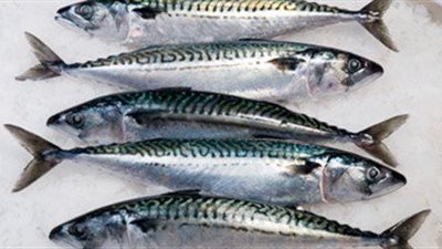 سمك الماكريل يسجل 25 جنيها بسوق العبور.. اليوم