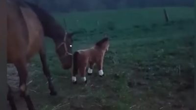 بالفيديو.. رد فعل حصان حاول شخص استفزازه