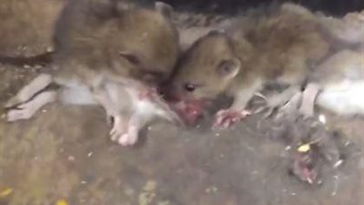 بالفيديو والصور.. لقطات مرعبة لفئران تتغذى على دماغ فأر ميت