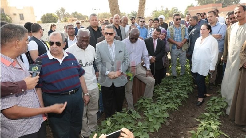 فيتو