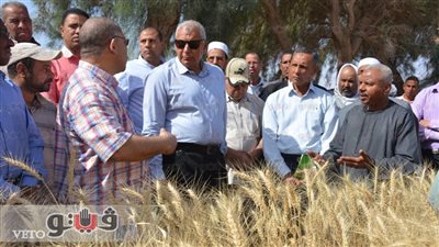 تشكيل لجان في الوادي الجديد لاختيار أفضل منتج لمحصول القمح