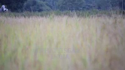 بالفيديو.. زراعة الأرز فى الهند