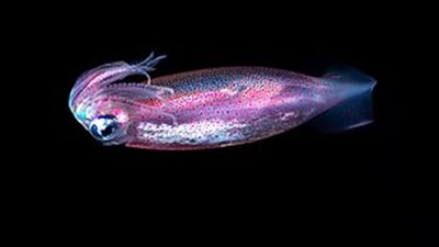 لقطات نادرة لبيضة حبار تحمل آلاف الصغار (فيديو وصور)