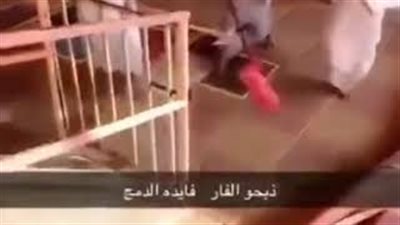 رد فعل معلمات وطالبات لحظة اقتحام فأر الفصل (فيديو)