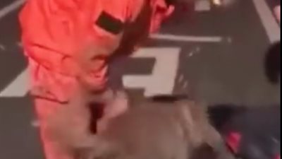 بالفيديو.. كلب يشكر رجلا أنقذه على طريقته الخاصة