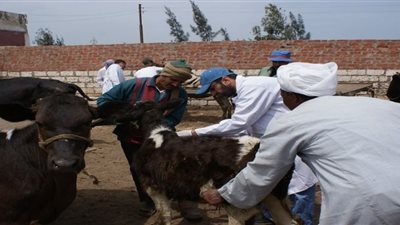رئيس مركز المحلة يطالب بتكثيف حملات الطب البيطري