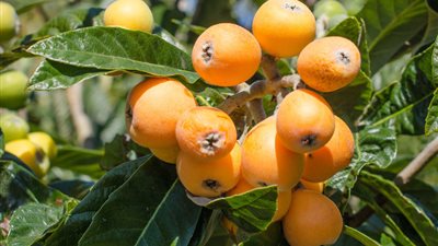 فوائد «البشملة» للوقاية من السكري وتقوية الجهاز المناعي