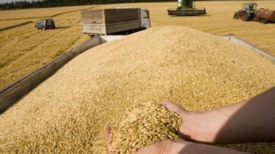 4 آلاف «وزان» يشاركون في موسم توريد القمح