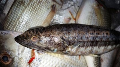 بالفيديو والصور.. أسماك «الأرنب» القاتلة تغزو أسواق الغردقة