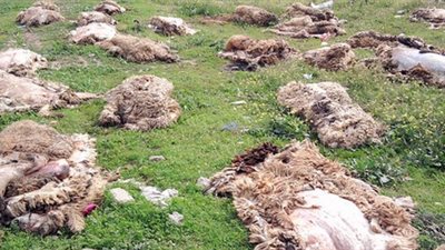 300 مليون جنيه حصيلة التبرع بجلود أضاحى للإخوان