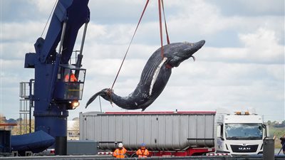 سفينة تقتل حوتا ضخما بنهر التايمز (صور)