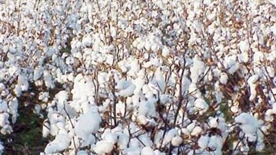 قطاع الأعمال: ارتفاع كميات القطن المشتراة بالمزاد في الفيوم وبنى سويف