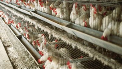 16 جنيها سعر كيلو الدواجن بالمزارع