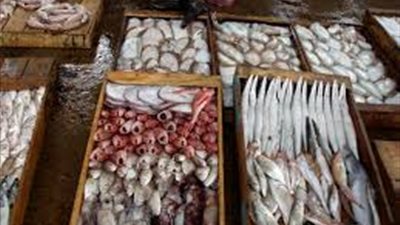 تباين أسعار الأسماك.. والبلطي يسجل 26 جنيهًا بالقاهرة