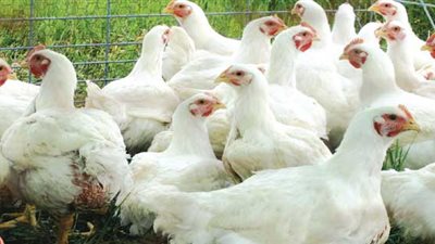 الدواجن بلدي تسجل 23.5 جنيها بالسويس