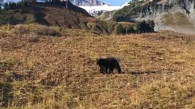 دب يفاجئ مجموعة أشخاص بالتجول بينهم (فيديو وصور)