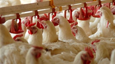 شعبة الدواجن: 10% تراجعًا في أسعار اللحوم البيضاء بسبب العيد